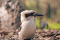 A kookaburra looking at the camera Royalty Free Stock Photo
