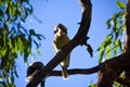 Kookaburra and mate sitting in a tree at Carnarvon Gorge Queensland Australia Royalty Free Stock Photo