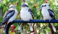 Kookaburra in my Garden