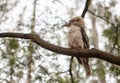 Kookaburra - native Australian bird. Royalty Free Stock Photo