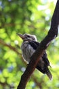 Kookaburra patiently waits for its prey on a tree branch