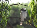 Kookaburra perched on a gumtree