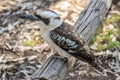 Kookaburra perched on a log