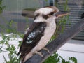 Kookaburra perched on a railing Royalty Free Stock Photo