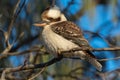 Kookaburra perched in a tree Royalty Free Stock Photo