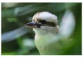 Kookaburra Portrait