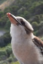 Kookaburra in Regional Victoria