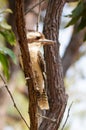 Kookaburra resting on a branch