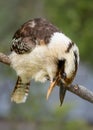 A Kookaburra sharpens its beak on a branch