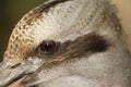 Kookaburra Side Profile