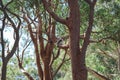 Kookaburra sitting in Australian gum tree Royalty Free Stock Photo