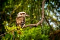 A Kookaburra sitting on the branch of a tree