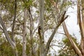 A kookaburra sitting on the branches of a eucalyptus tree. Australia, Victoria Royalty Free Stock Photo