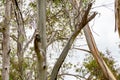 A kookaburra sitting on the branches of a eucalyptus tree. Australia, Victoria Royalty Free Stock Photo