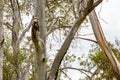 A kookaburra sitting on the branches of a eucalyptus tree. Australia, Victoria Royalty Free Stock Photo