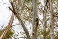 A kookaburra sitting on the branches of a eucalyptus tree. Australia, Victoria Royalty Free Stock Photo