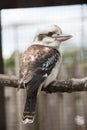 Kookaburra Royalty Free Stock Photo