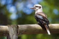 Kookaburra Sitting on a Post