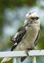 Kookaburra Sitting on a railing