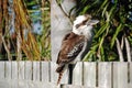 Kookaburra sitting on suburban house fence