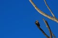 Kookaburra sitting in the dead branches of an old gum tree Royalty Free Stock Photo