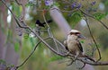 Kookaburra Sitting in Tree