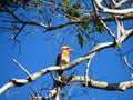 Kookaburra Royalty Free Stock Photo
