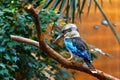 Kookaburra sleeping on the branch Royalty Free Stock Photo