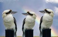 Kookaburra three sitting on a post Royalty Free Stock Photo