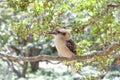 Laughing Kookaburra on tree branch. Royalty Free Stock Photo