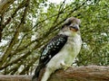 Kookaburra on a tree @ Fagan Park, Dural, Sydney Australia Royalty Free Stock Photo