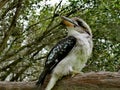 Kookaburra on a tree @ Fagan Park, Dural, Sydney Australia Royalty Free Stock Photo