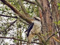 Kookaburra on a tree @ Fagan Park, Dural, Sydney Australia Royalty Free Stock Photo