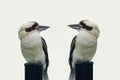 Kookaburra two sitting on a post with white background Royalty Free Stock Photo