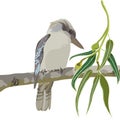 Kookaburra Vector Illustration