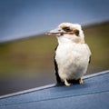 Kookaburra