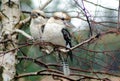 Kookaburras in my Garden