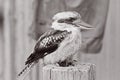 Kookaburras terrestrial tree kingfishers bird