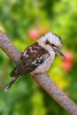 Kookaburras, terrestrial tree kingfishers Royalty Free Stock Photo