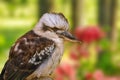 Kookaburras, terrestrial tree kingfishers Royalty Free Stock Photo