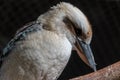 Kookaburras are terrestrial tree kingfishers of the genus Dacelo native to Australia and New Guinea. Close up in a tree