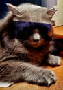 Kool kitty Tipsy Royalty Free Stock Photo