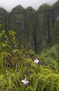 Hawaii Scenery: Koolau Mountains with orchids