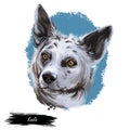 Koolie, Australian Koolie, German Coolie, German Koolie, Coulie, German Collie dog digital art illustration isolated on white