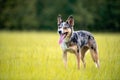 Koolie Australian working herding dog or German Coolie Royalty Free Stock Photo