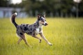 Koolie Australian working herding dog or German Coolie Royalty Free Stock Photo