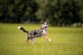 Koolie Australian working herding dog or German Coolie Royalty Free Stock Photo