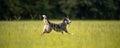 Koolie Australian working herding dog or German Coolie Royalty Free Stock Photo