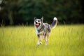 Koolie Australian working herding dog or German Coolie Royalty Free Stock Photo