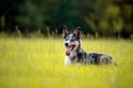 Koolie Australian working herding dog or German Coolie Royalty Free Stock Photo